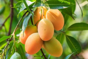 MANGO KENSINGTON PRIDE RIPE EDIBLE FRUITS HANGING OFF TREE BRANCHES