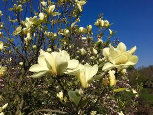 magnolia hybrid butterflies beautiful big open fragrant creamy yellow magnolia flowers on a deciduous magnolia tree