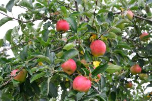 MALUS DOMESTICA DWARF APPLE CRIPPS PINK APPLE TREE