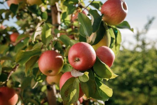 Ripe Malus 'Herald™' Columnar Apple 10" Pot apples hanging on a tree branch on a sunny day.