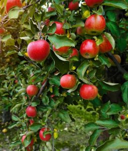Malus 'Herald™' Columnar Apple 10" Pot apple tree branches laden with ripe red apples.