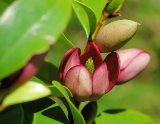 michelia figo lady of the night magnolia creamy hot pink magents scented flowers. fragrance late afternoon evening