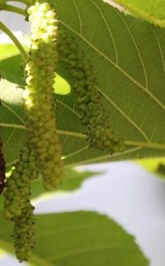 A tree with red and green Morus 'King White Shahtoot' Mulberry 13" Pot fruits hanging from it.