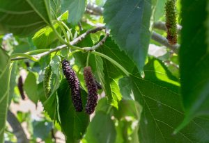 Morus macroura 'Pakistan Black' MULBERRY FRUITING EDIBLE PLANT LONG RED AND BLACK FRUITS