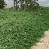Shrubs and groundcover plants beside a gravel path with a street in the background. Myoporum parvifolium Broad leaf Myoporum Creeping Boobialla