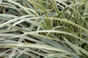 Ophiopogon 'Bali Stripe' Mondo Grass 6" Pot leaves close-up grass