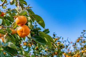 Ripe Persimmon 'Jiro' 10" Pot hanging from a tree branch, set against a clear blue sky.