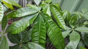 Lush green pinnate leaves with prominent veins, belonging to a plant, set against a blurred background featuring a window.