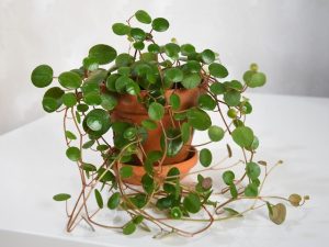 Potted Peperomia pepperspot 'String of Coins' 6" (Hanging Basket), also known as the Chinese money plant or string of coins, on a white surface.
