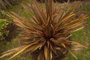 clumping flax phormium tenax rainbow chief flax