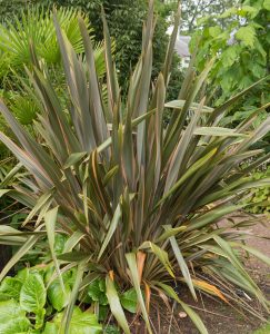 A large, Phormium 'Rainbow Sunrise' Flax 6" Pot plant with long, narrow leaves displaying shades of green and brown.
