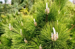 Close-up of Pinus 'Coolwyn' Japanese Black Pine 13" Pot tree branches with fresh spring growth and cone buds.
