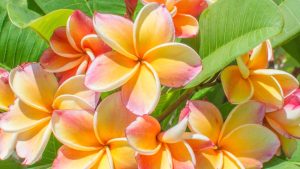 Blooming Plumeria 'Fruit Salad' Frangipani 8" Pot flowers with yellow and pink petals against a backdrop of green leaves.