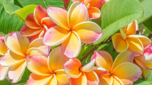 Blooming Plumeria 'Fruit Salad' Frangipani 8" Pot flowers with yellow and pink petals against a backdrop of green leaves.