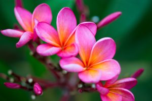 Close-up of vibrant pink Plumeria 'WA Sunset' Frangipani 8" Pot flowers in bloom.