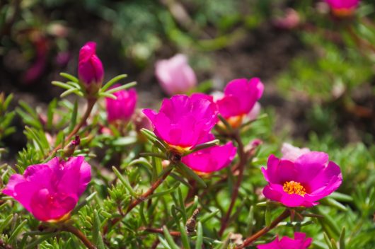 Vibrant scarlet Purslane PortoGrande™ 'Scarlet' 6" Pot flowers in focus with a blurred background.