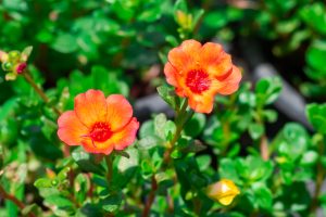 Two vibrant Purslane PortoGrande™ orange flowers in bloom with lush green foliage in the background.