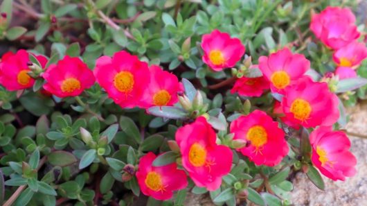 Vibrant pink Purslane PortoGrande™ 'Scarlet' flowers with yellow centers blooming amidst green foliage in a Purslane PortoGrande™ 'Scarlet' 6" Pot.