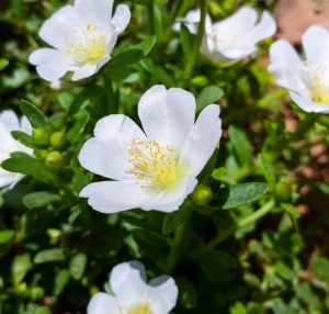 Purslane PortoGrande™ 'White' flowers with yellow centers in bloom amidst green foliage. sUCCULENT GROUNDCOVER CREEPER