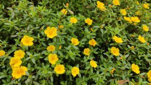 A cluster of yellow Purslane PortoGrande™ yellow flowers amidst green foliage succulent groundcover