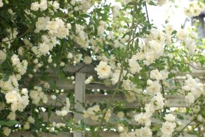 White roses blooming on a garden trellis. Rosa banksiae alba White flowering banksia rose