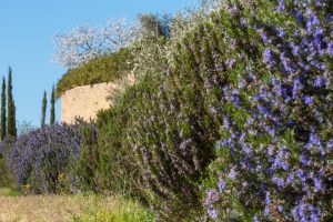 A line of Rosmarinus 'Chef's Choice™️' Rosemary shrubs bearing purple blossoms under a clear sky, with other greenery and a section of a golden-brown wall in the background.