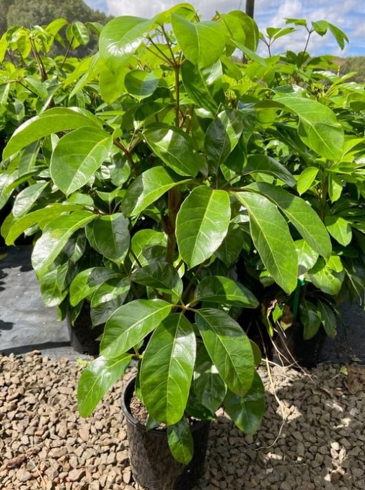 Young Schefflera alpine junior 'Umbrella Plant' 8" Pot with large green leaves growing in a black pot, placed on gravel ground with similar plants in the background.