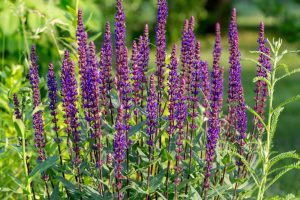 salvia leucantha red harry or harry red deep purple maroon red upright flower spikes. Sage bush flowering in garden