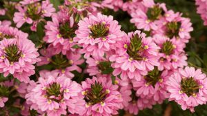 Scaevola aemula Pink Fusion Fan flowers pink native australian groundcover plant