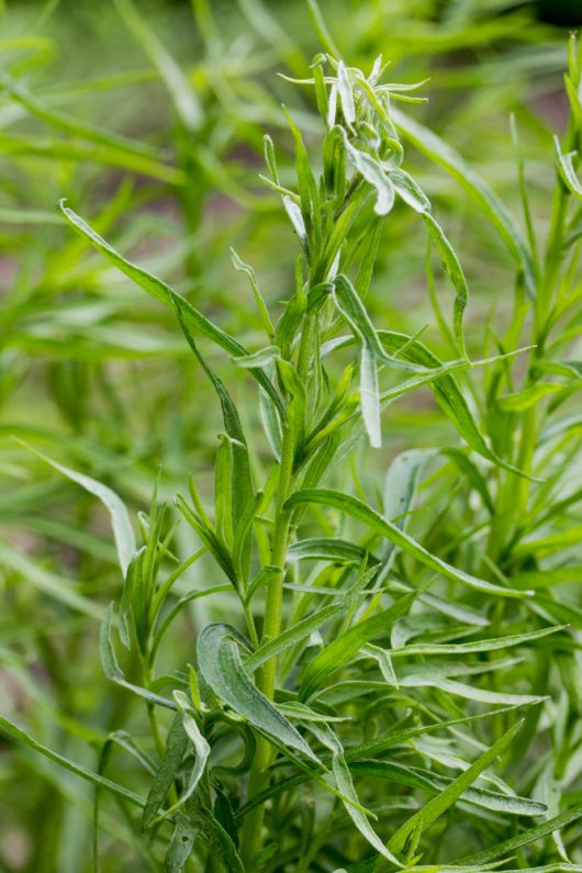 Green Tarragon 3" Pot plant with slender leaves against a blurred background.