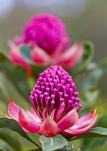 Vibrant pink Telopea 'Enchanted® Pink' Waratah 6" Pot flowers in bloom with a shallow depth of field.