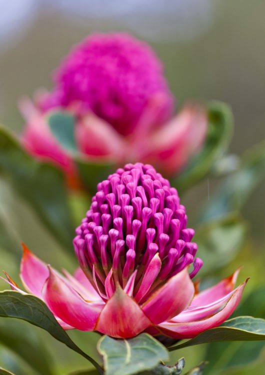 Vibrant pink Telopea 'Enchanted® Pink' Waratah 6" Pot flowers in bloom with a shallow depth of field.