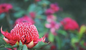 A close-up of a Telopea 'Enchanted® Flame' Waratah 6" Pot flower with a blurred background of greenery and blossoms.
