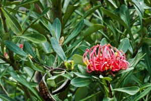 Red Telopea 'Wild Brumby Sugar Plum' Waratah flower amidst green foliage.