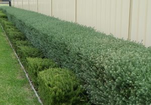 Westringia Wynyabbie Gem Coastal Rosemary Hedge Border neatly trimmed hedge