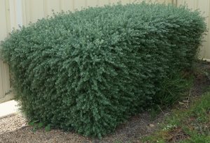 A large, dense green shrub growing against a pale wall, with gravel and sparse grass at its base. westringia fruticosa coastal rosemary hedge