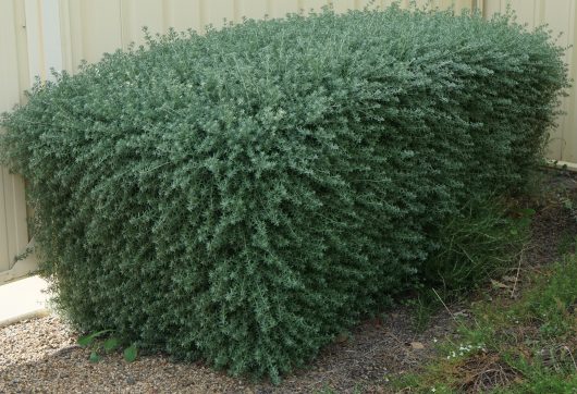 A large, dense green shrub growing against a pale wall, with gravel and sparse grass at its base. westringia fruticosa coastal rosemary hedge