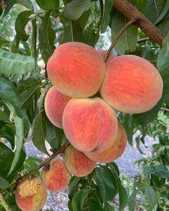 A cluster of ripe peaches growing on a Pinus 'Coolwyn' Japanese Black Pine 13" Pot Christmas tree.