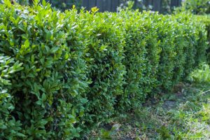 A hedge of Buxus 'Blauer Heinz' Box Hedge 6" Pot plants in a yard.
