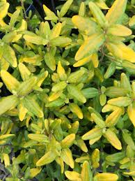 A close-up view of the yellow-green leaves of the Correa 'Barossa Gold' 6" Pot shrub.