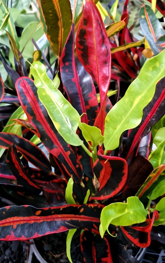 The Codiaeum 'Croton Mammy' in an 8" pot features long, narrow leaves with vibrant red, green, and dark purple patterns.