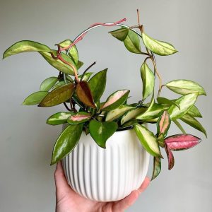 A hand holding a white ridged pot with a vibrant hoya Carnosa Krimson Queen variegated pink creamy white and green leaves