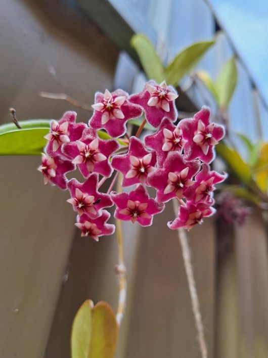 A cluster of vibrant red and white Hoya burtoniae 5" Pot flowers with a blurred background.