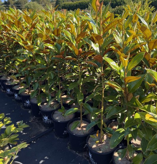 magnolia grandiflora big gem evergreen trees potted in black plants