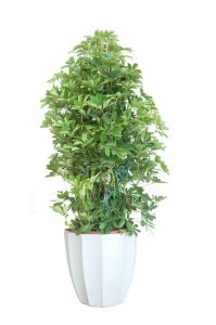 A lush green Schefflera alpine junior 'Umbrella Plant' in an 8" white vase isolated on a white background.