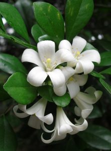Top indoor plants with white star-shaped flowers and green leaves.