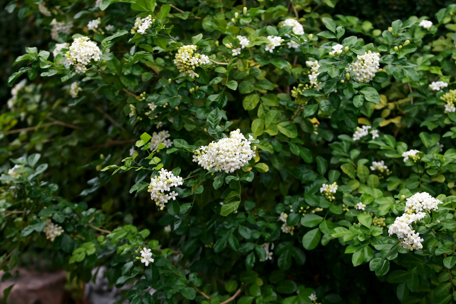 White flowers blooming on a lush green shrub, perfect as top indoor plants.