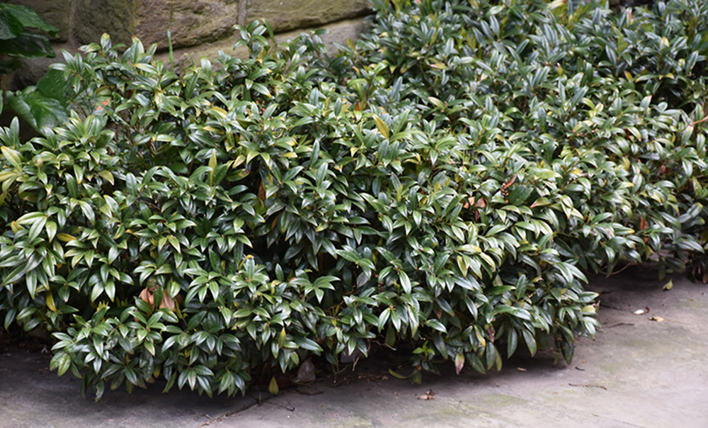 A dense, top indoor plant with glossy green leaves growing alongside a stone wall. Sweet Box Formal Hedge