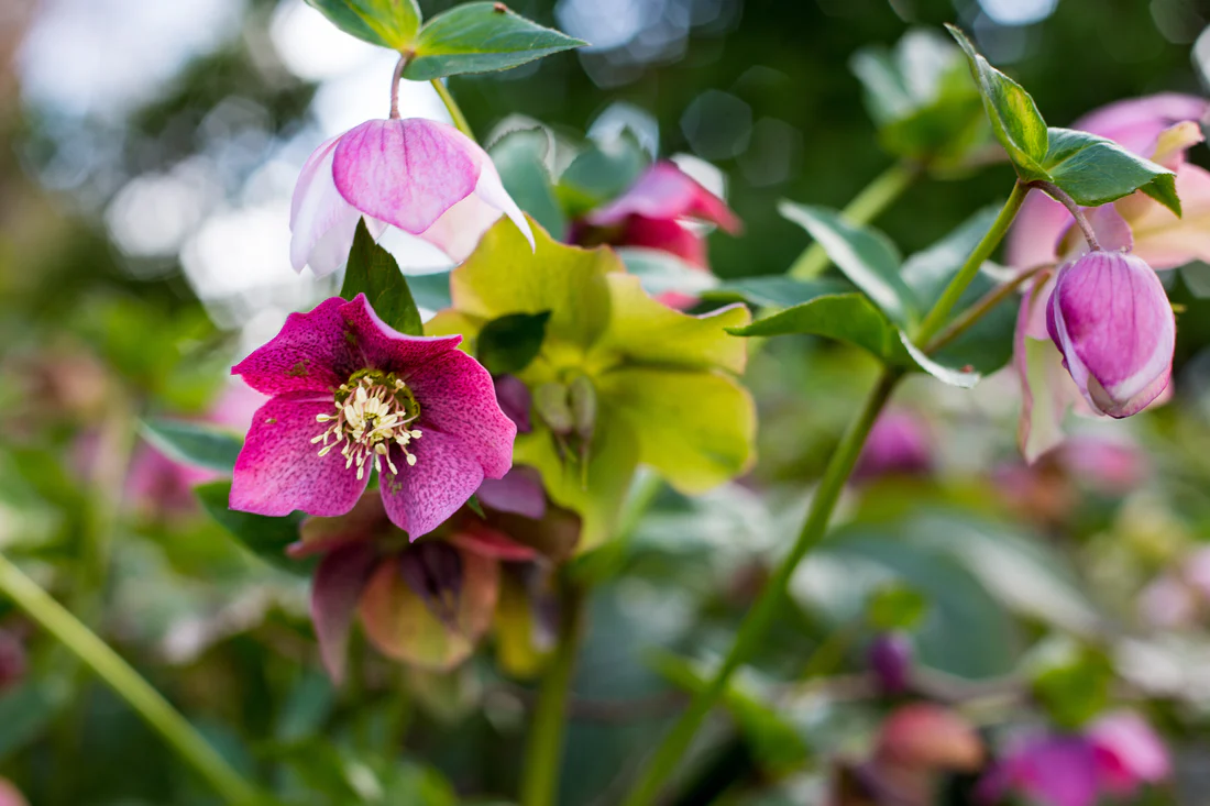 Close-up of a pink hellebore flower, one of the top indoor plants, with a detailed view of its stamen, surrounded by buds and green foliage. Winter Rose