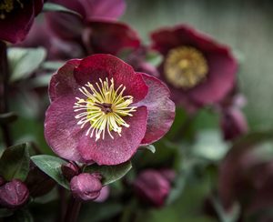 Close-up of dark red hellebores with yellow stamens, top indoor plants, highlighting the details of the petals and central flower structure. Winter Rose